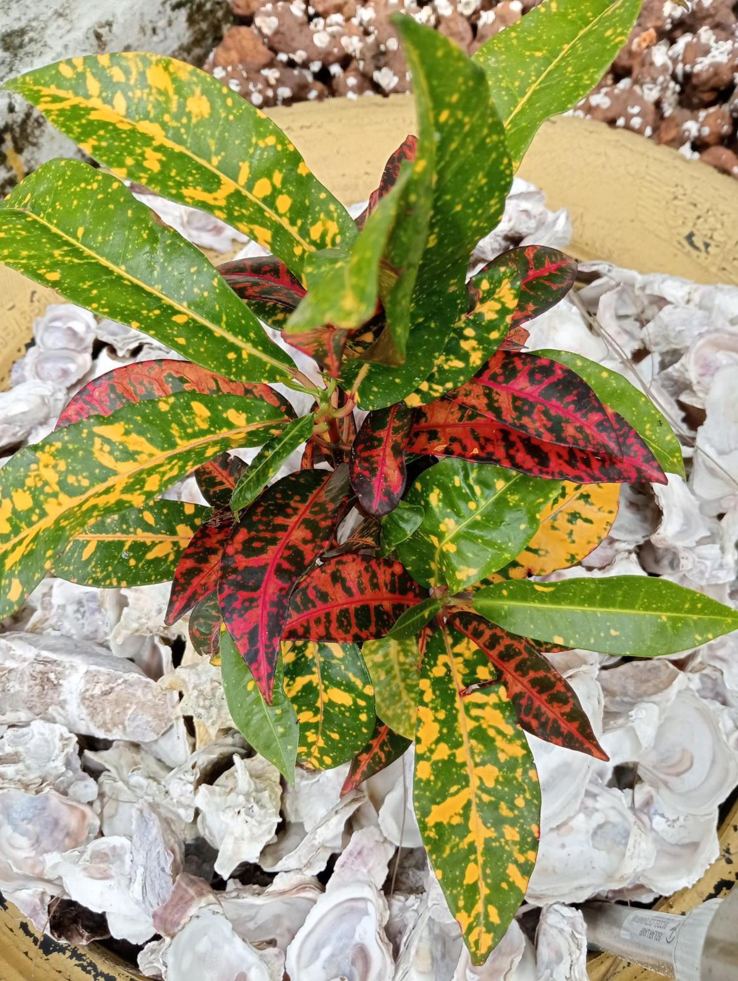 Ankel Campement Kachiouane エクステリア 写真